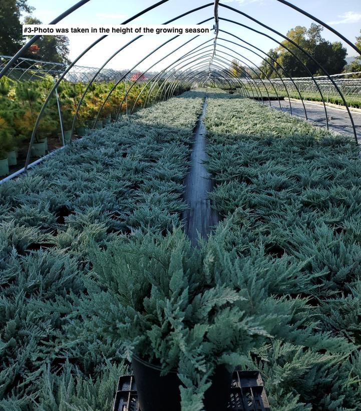 JUNIPERUS HORIZONTALIS `BLUE CHIP`