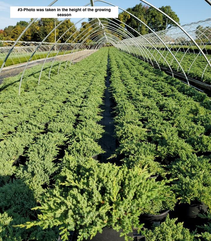 JUNIPERUS PROCUMBENS `NANA`