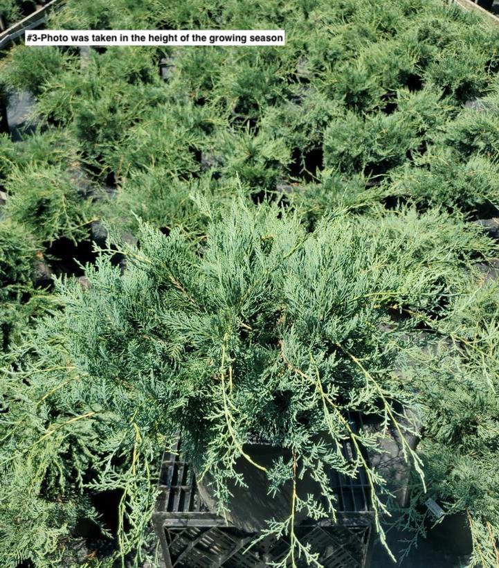 JUNIPERUS VIRGINIANA `GREY OWL`
