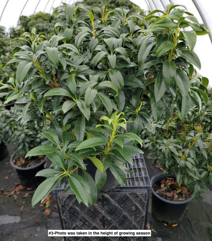 KALMIA LATIFOLIA `NATHAN HALE`