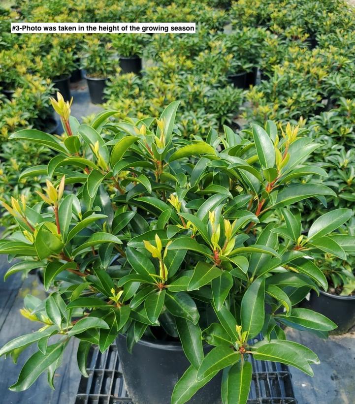 KALMIA LATIFOLIA `SARAH`