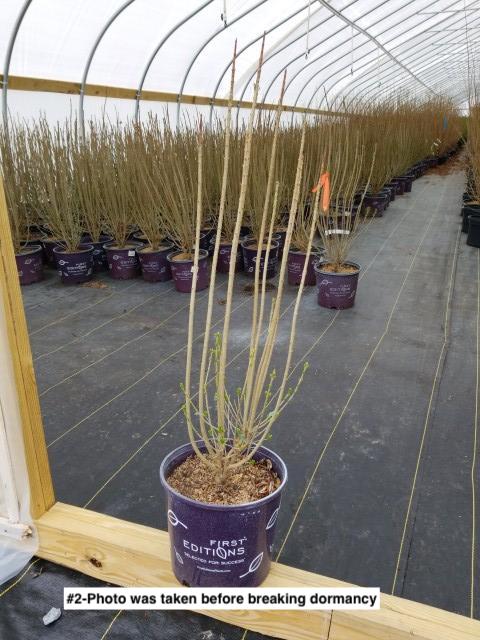 LIGUSTRUM `STRAIGHT TALK`
