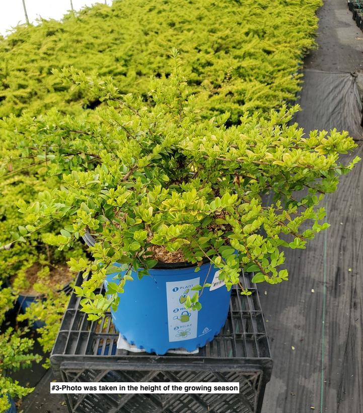 LONICERA NITIDA `THUNDERBOLT`