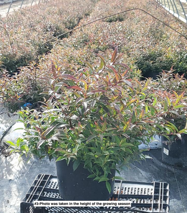 LEUCOTHOE AXILLARIS