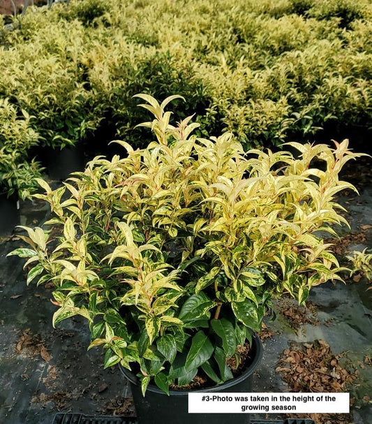 LEUCOTHOE FONTANESIANA `RAINBOW`