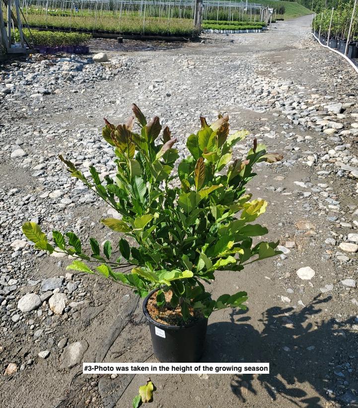 MAGNOLIA X LOEBNERI `LEONARD MESSEL`