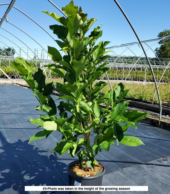 MAGNOLIA LILIIFLORA `BETTY`