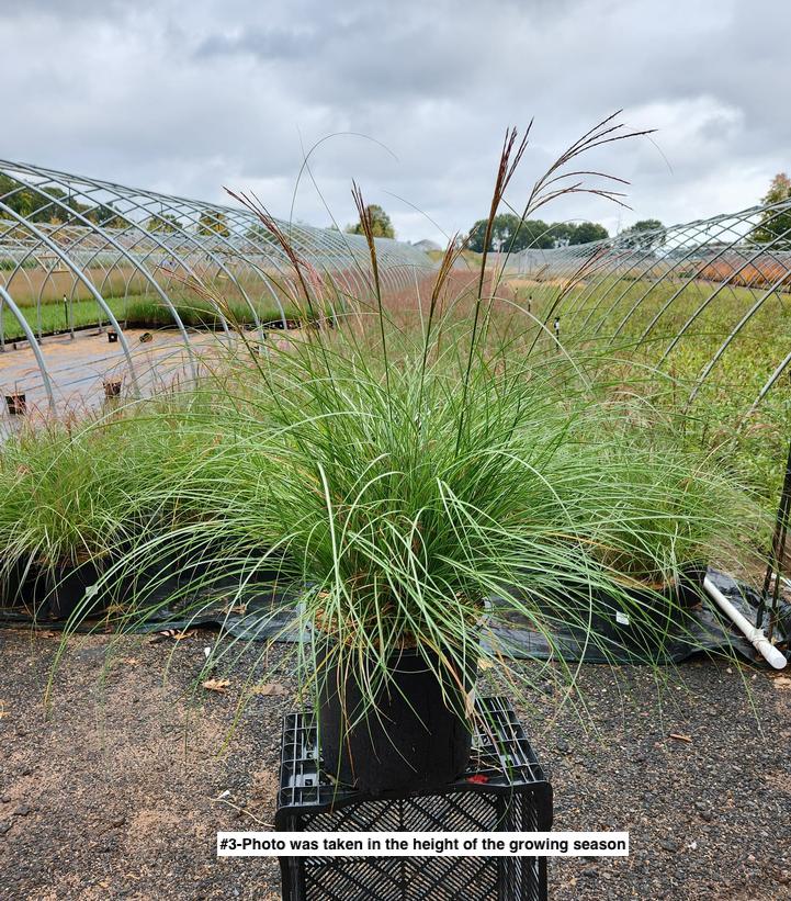 MISCANTHUS SINENSIS `ADAGIO`