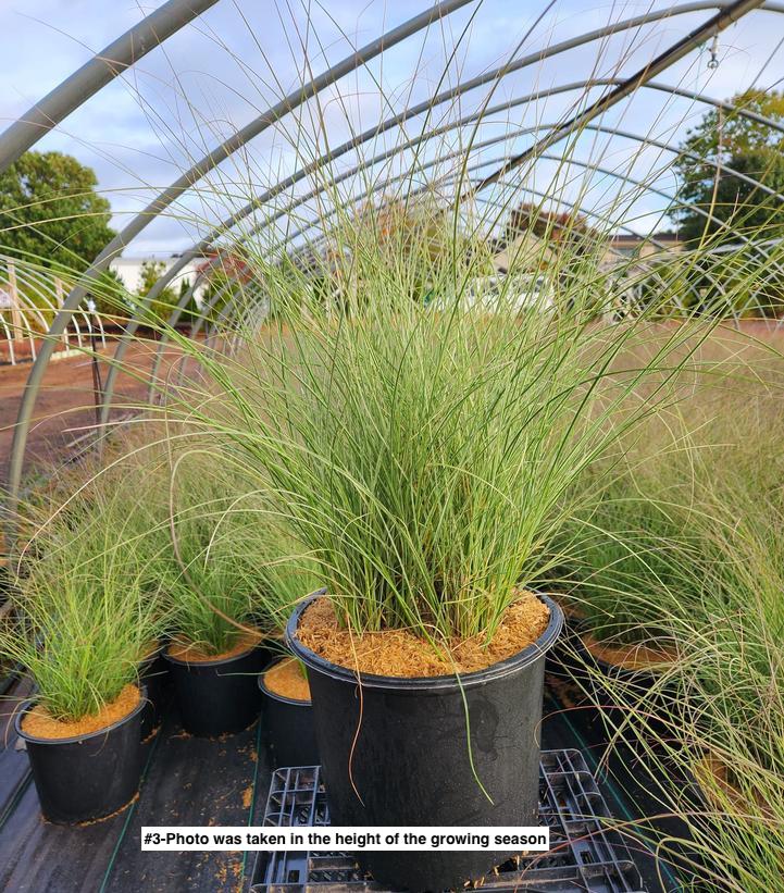 MISCANTHUS SINENSIS `MORNING LIGHT`