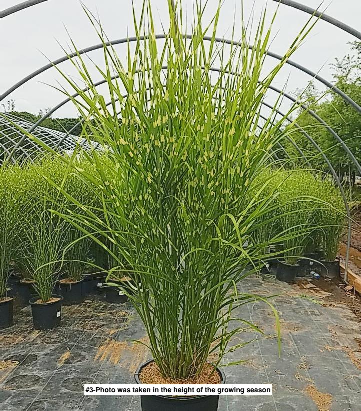 MISCANTHUS SINENSIS `STRICTUS`