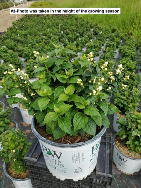 PHILADELPHUS ILLUMINATI `TOWER`