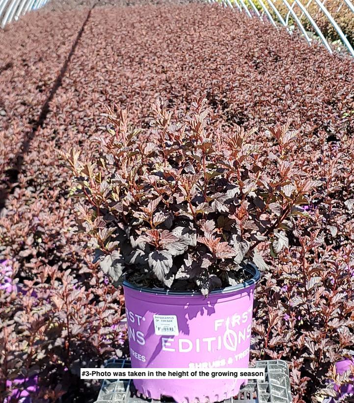 PHYSOCARPUS OP. `FIRESIDE`