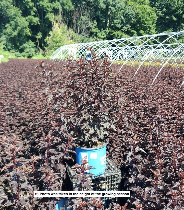 PHYSOCARPUS OP. `PANTHER`