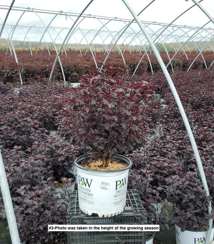 PHYSOCARPUS OP. `SUMMER WINE`