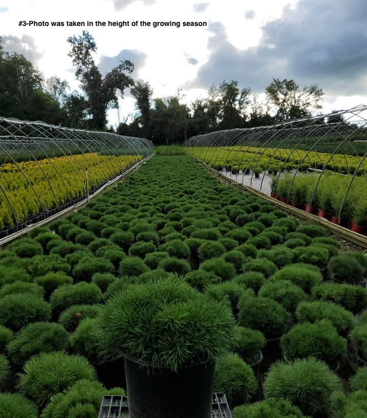 PINUS MUGO VAR. MUGHUS `ENCI`