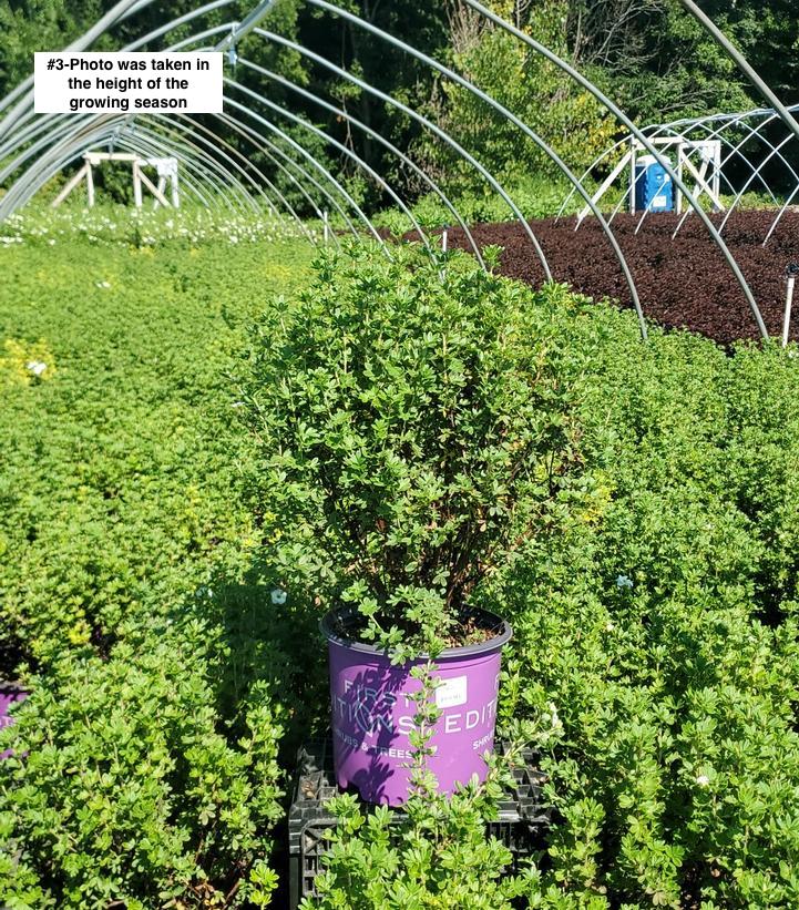 POTENTILLA FRUTICOSA `CREME BRULEE`