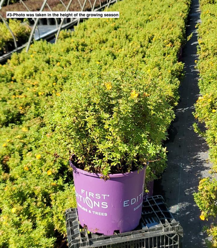 POTENTILLA FRUTICOSA `MARMALADE`