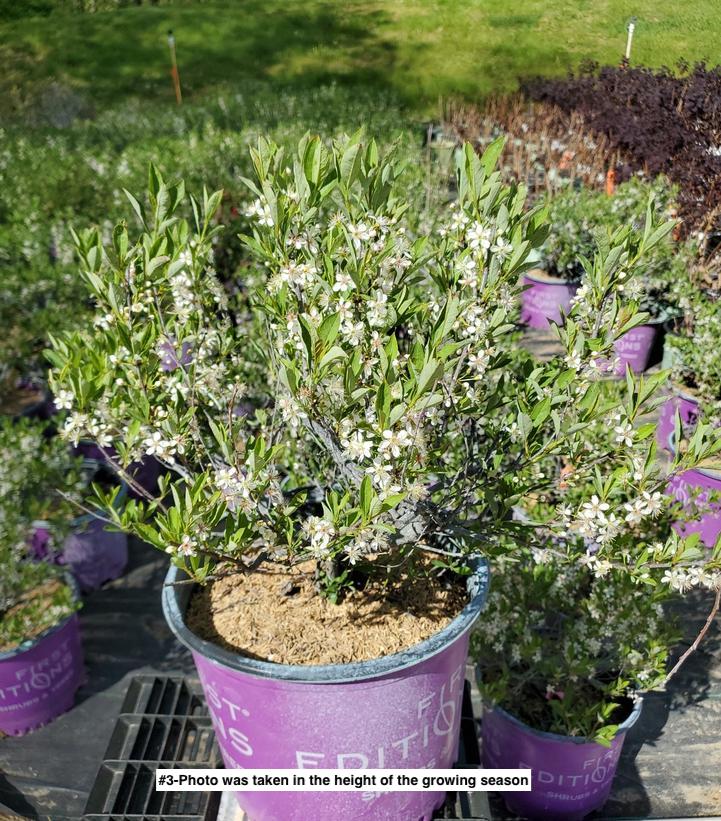 PRUNUS PUMILA `JADE PARADE`