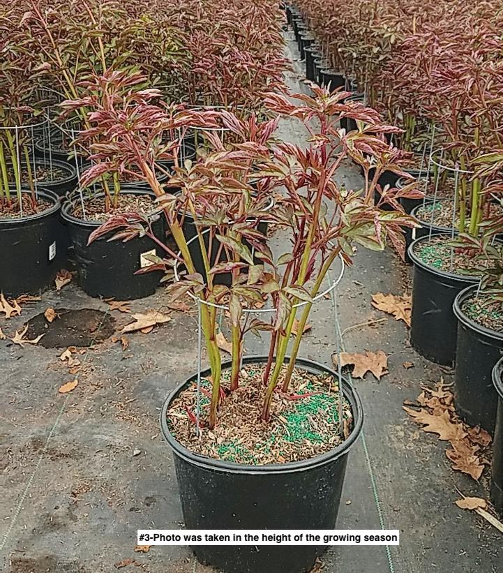 PAEONIA `FESTIVA MAXIMA`