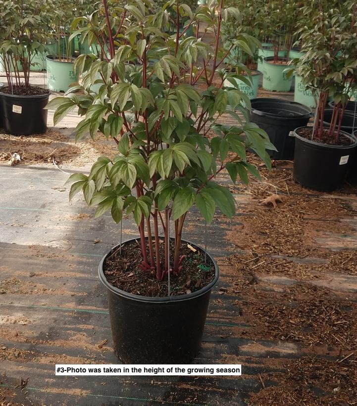 PAEONIA `KARL ROSENFIELD`