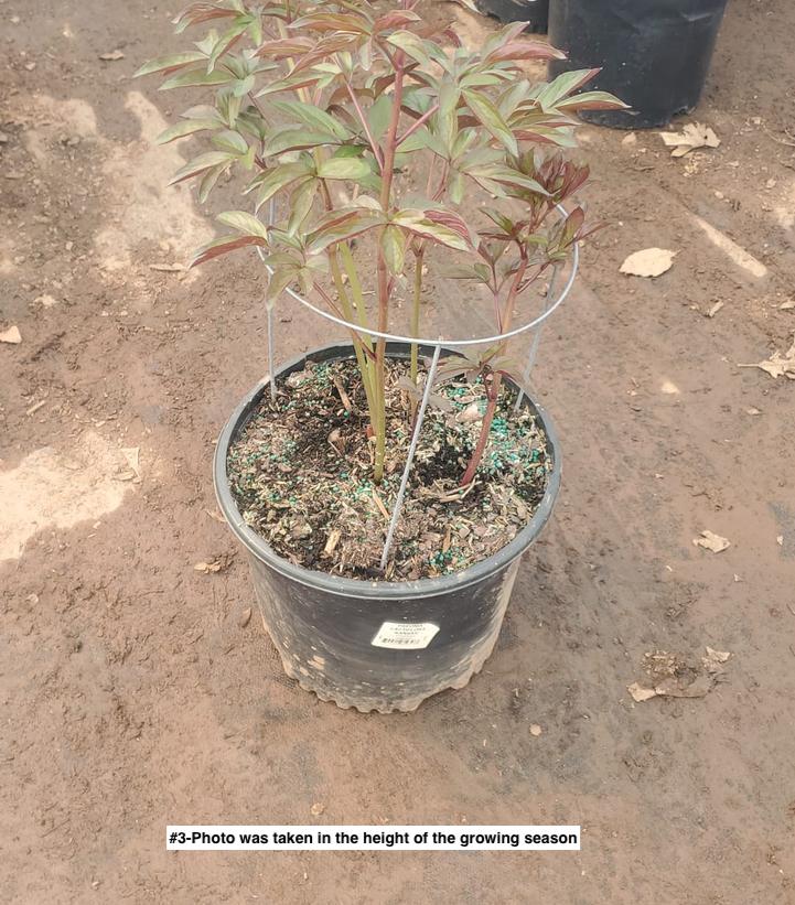 PAEONIA LACTIFLORA `KANSAS`