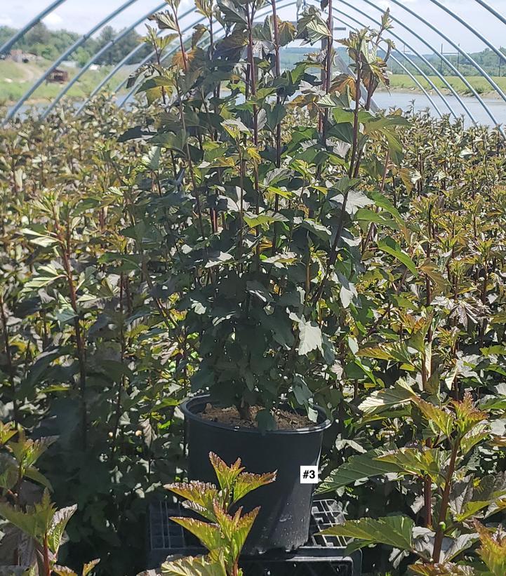 PHYSOCARPUS OP. `DIABOLO`