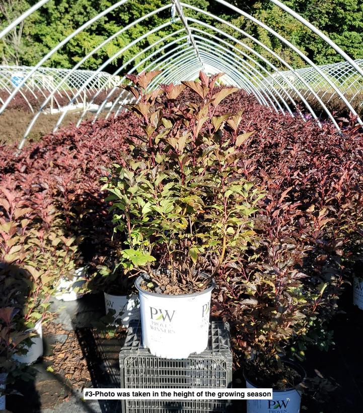 PHYSOCARPUS OP. `GINGER WINE`