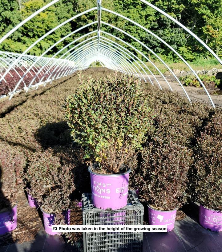 PHYSOCARPUS OP. `LITTLE DEVIL`