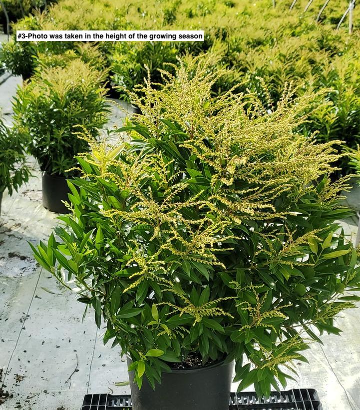 PIERIS X `BROUWER`S BEAUTY`