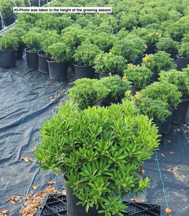 PIERIS JAPONICA `CAVATINE`