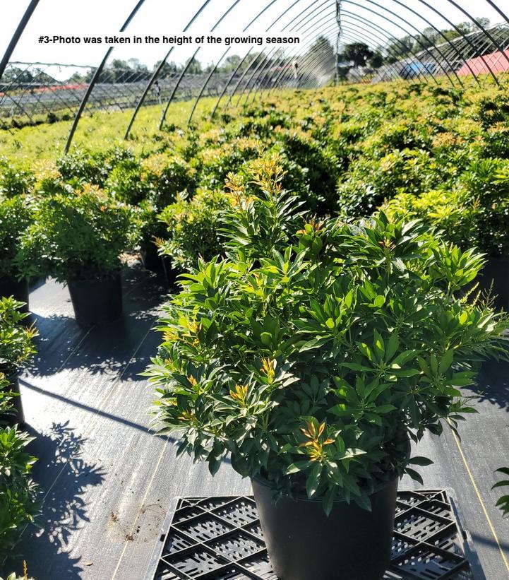 PIERIS JAPONICA `COMPACTA`