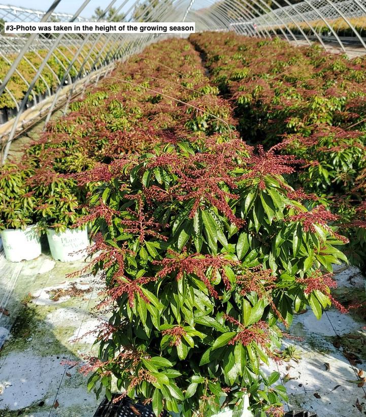 PIERIS JAPONICA `KATSURA`