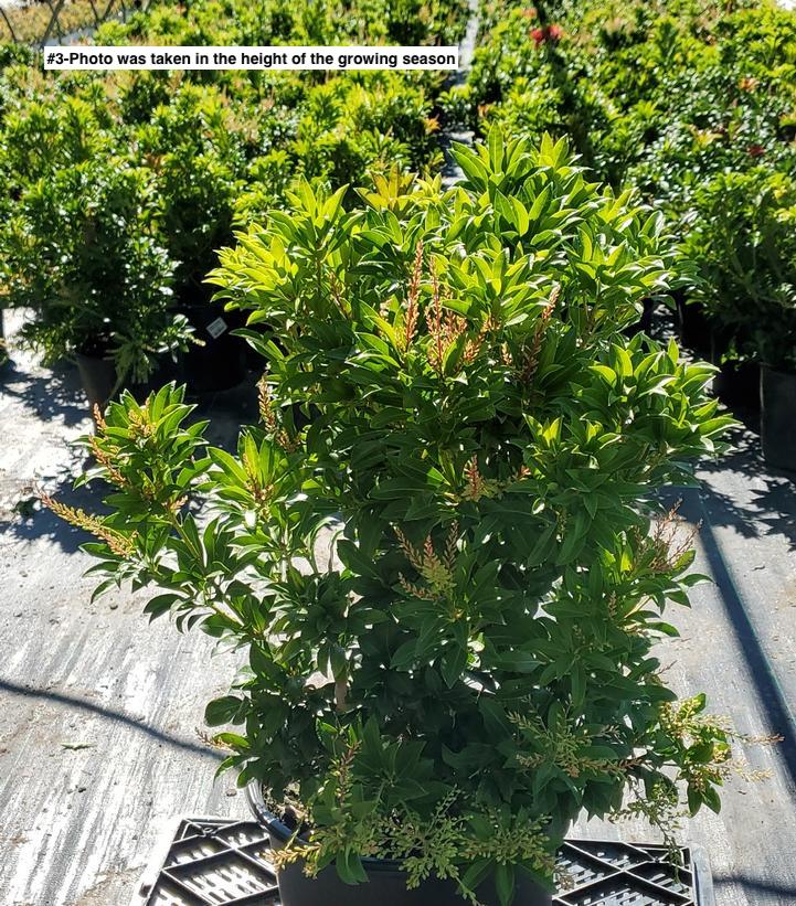 PIERIS JAPONICA `MOUNTAIN FIRE`