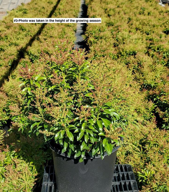 PIERIS JAPONICA `PASSION`