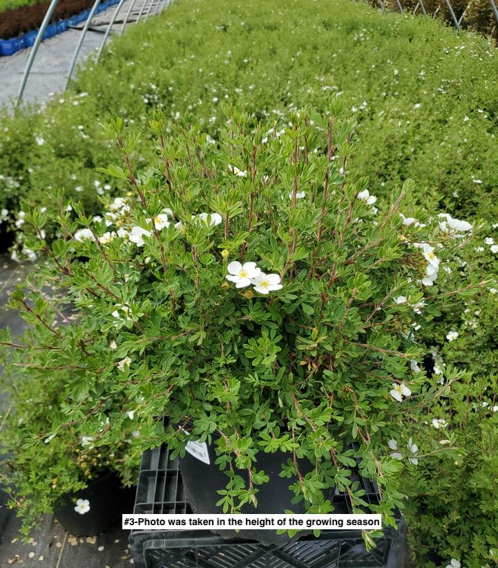 POTENTILLA FR. `ABBOTTSWOOD`