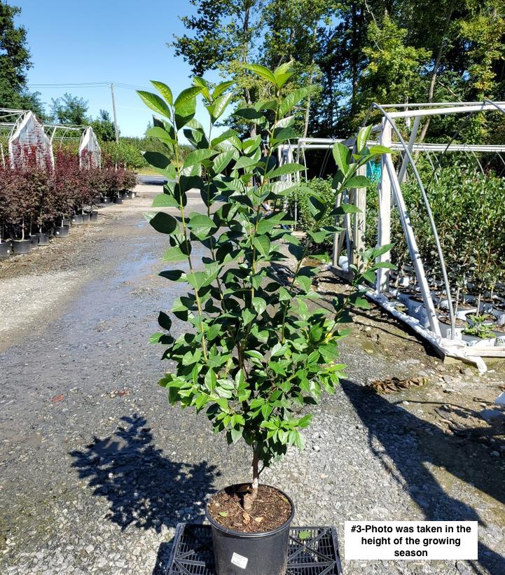 PRUNUS `NORTH STAR` CHERRY TART