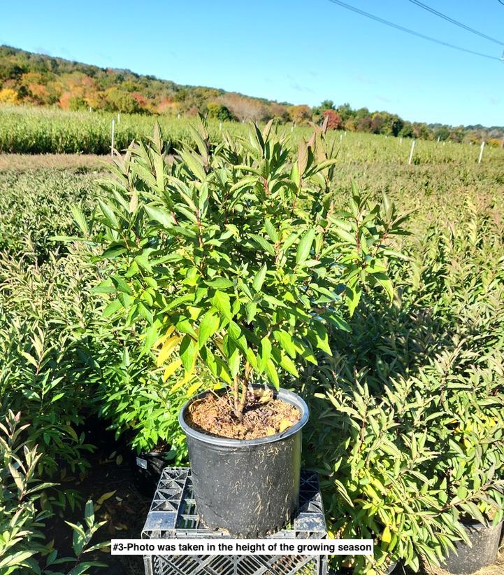 PRUNUS GLANDULOSA `ROSEA`