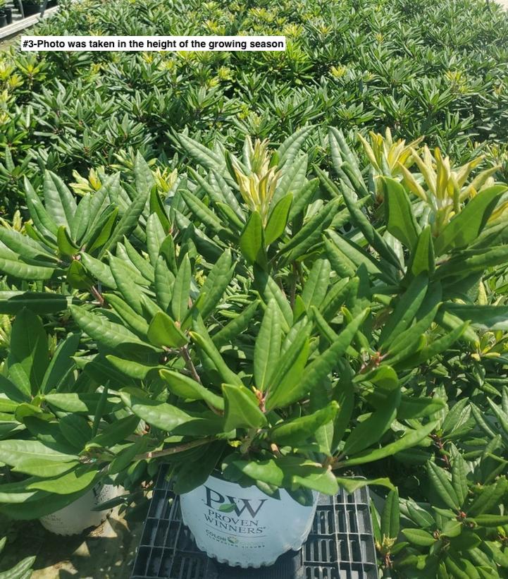 RHODODENDRON `DANDY MAN COLOR WHEEL`