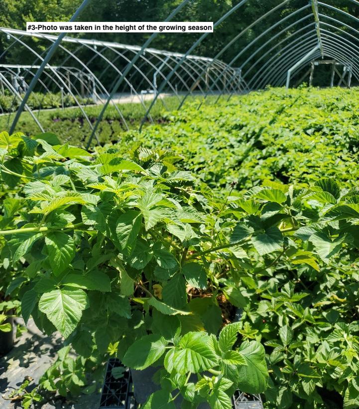 RUBUS X `HALL`S BEAUTY`