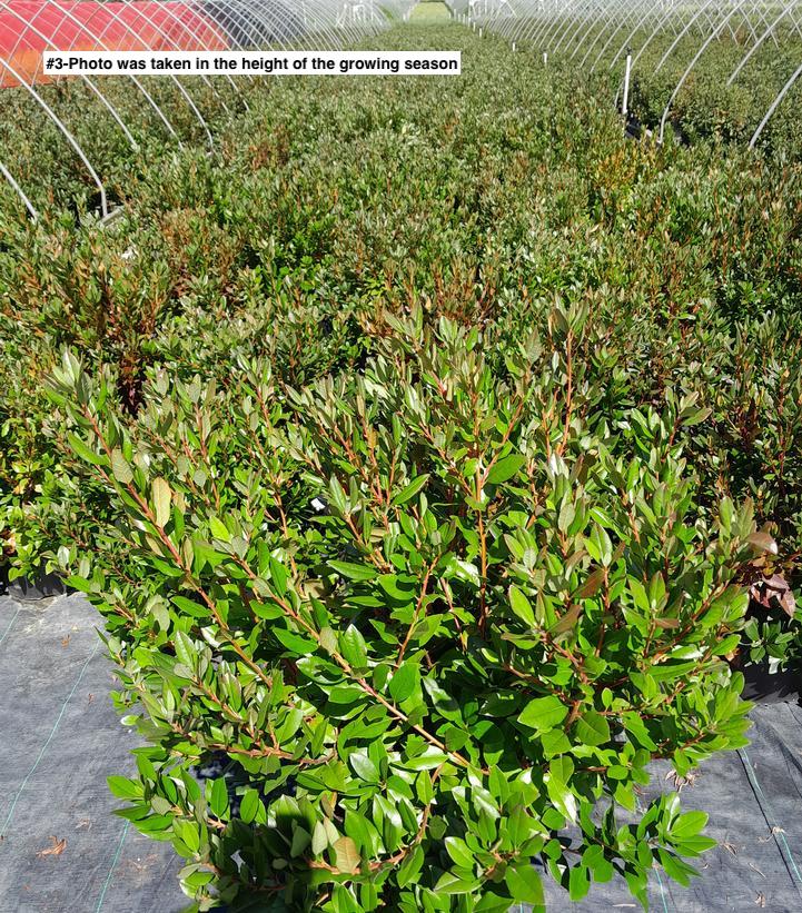 RHODODENDRON X `AGLO`