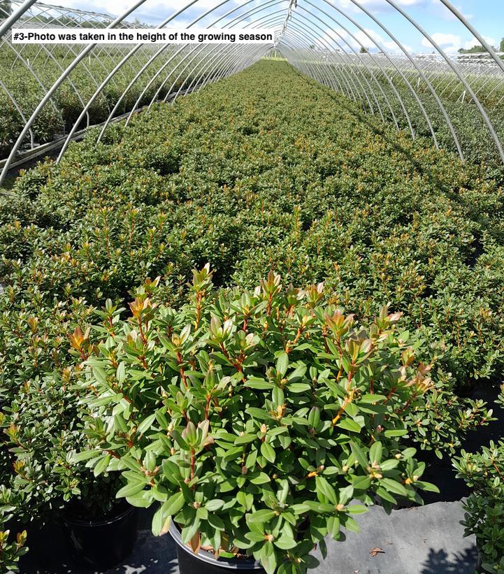 RHODODENDRON X `TOWHEAD`