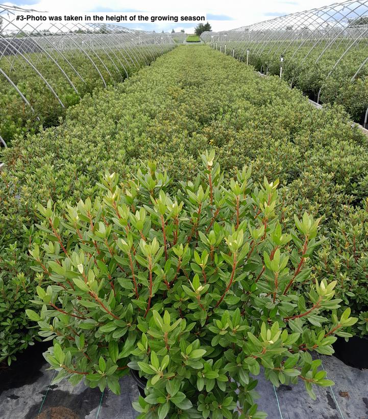 RHODODENDRON X `MIDNIGHT RUBY`