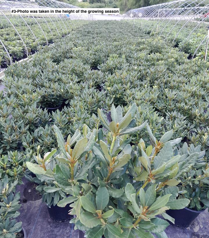 RHODODENDRON CAT. `NOVA ZEMBLA`