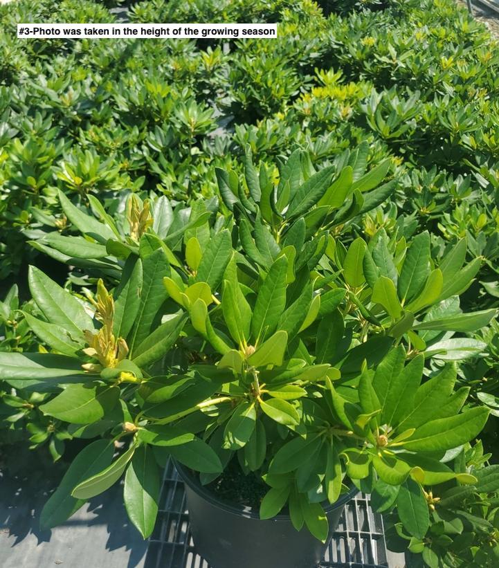 RHODODENDRON YAK. `PERCY WISEMAN`