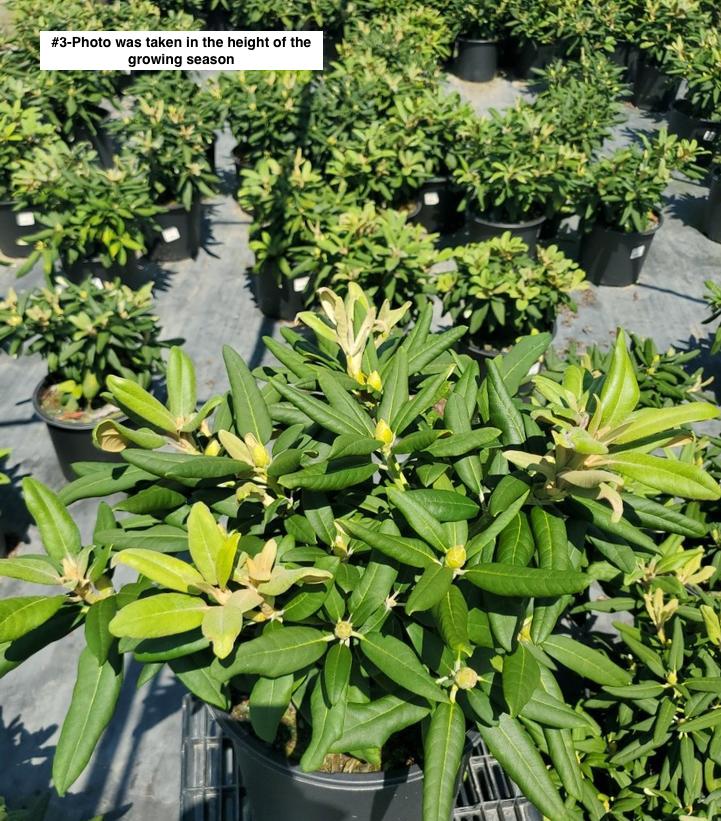 RHODODENDRON YAK. `PRINCE`