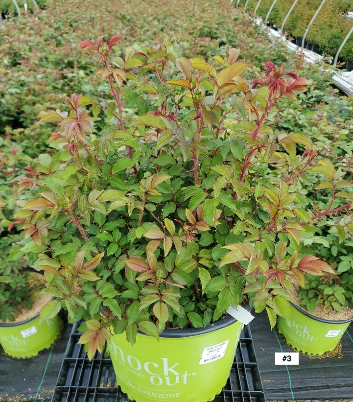 ROSA `BLUSHING KNOCK OUT`