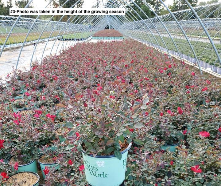 ROSA `MIRACLE ON THE HUDSON`