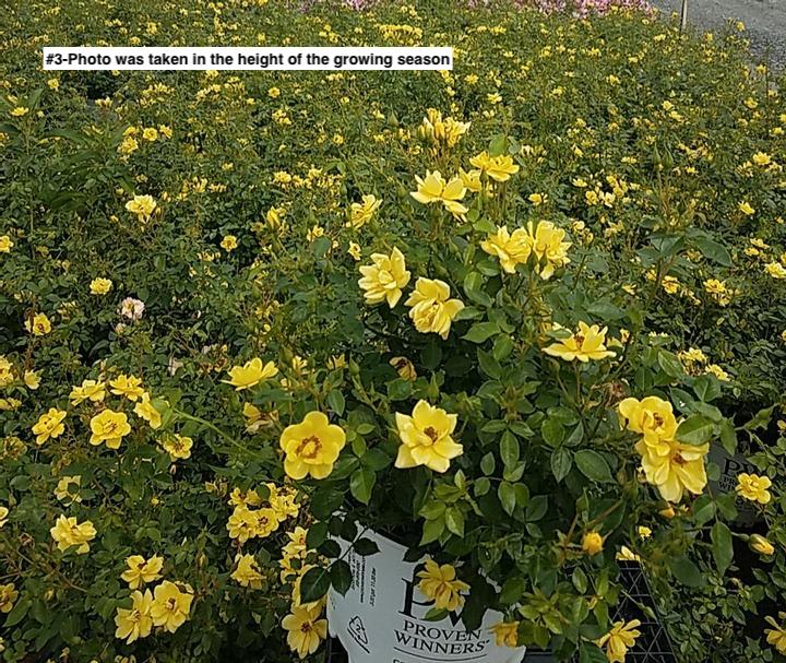 ROSA `OSO EASY LEMON ZEST`
