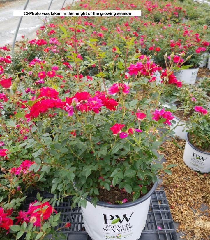 ROSA `OSO EASY URBAN LEGEND`