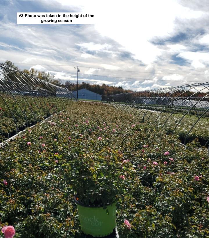 ROSA `PEACHY KNOCK OUT`